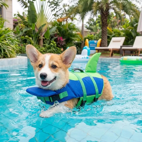 Corgi nadando con el chaleco tiburón en la pileta