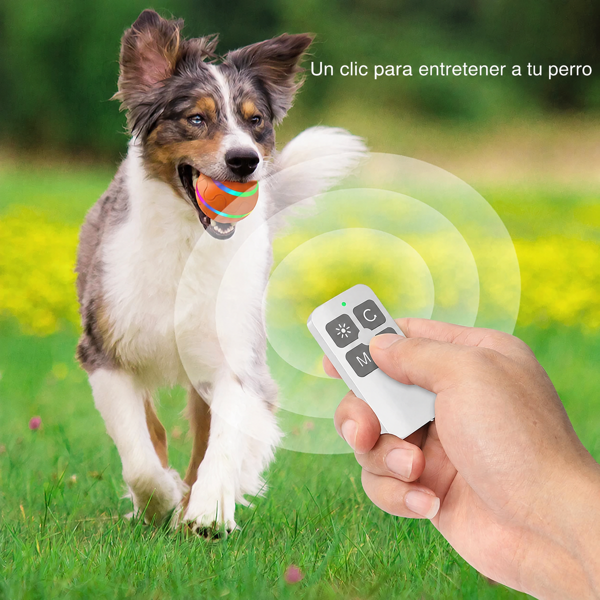 Un clic para entretener a tu perro