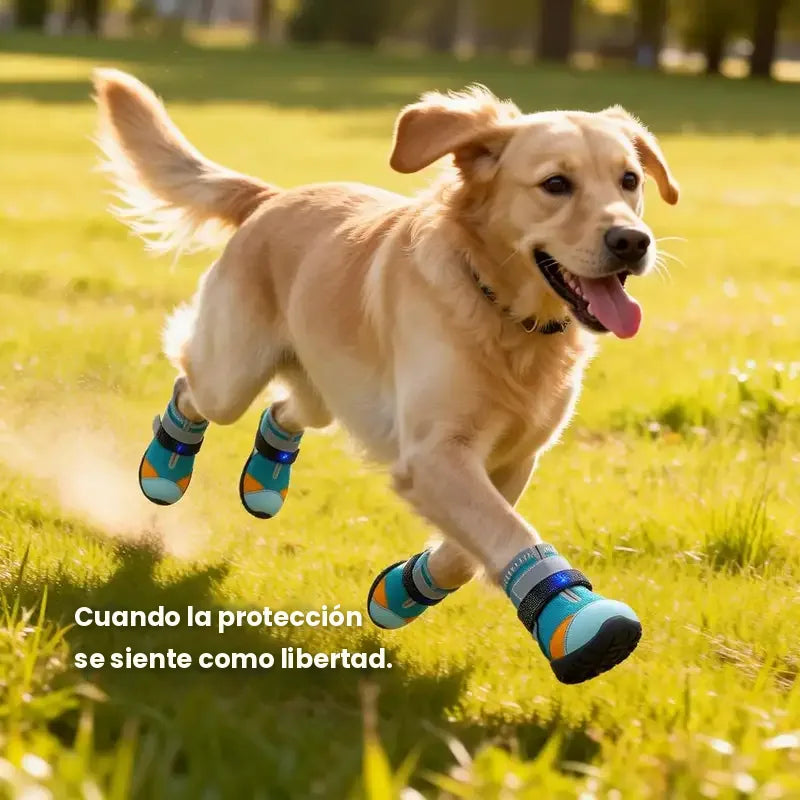 Perro corriendo en el pasto con zapatos celestes y naranjas en las patas